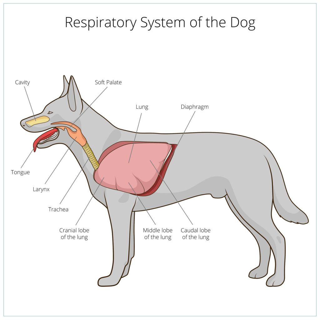 Atmungsorgane eines Hundes